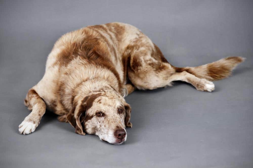 5 signs of arthritis in dogs