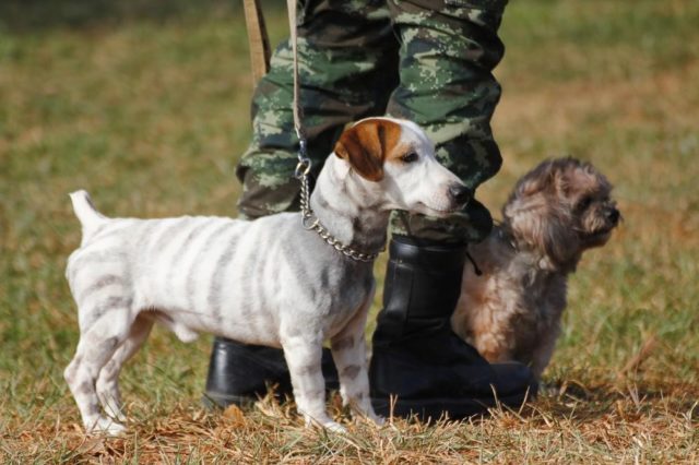 Training war dogs