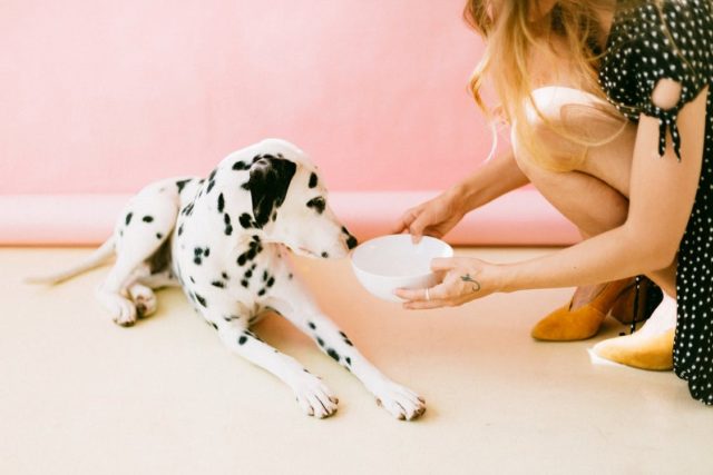 A girl feeding her pet dog