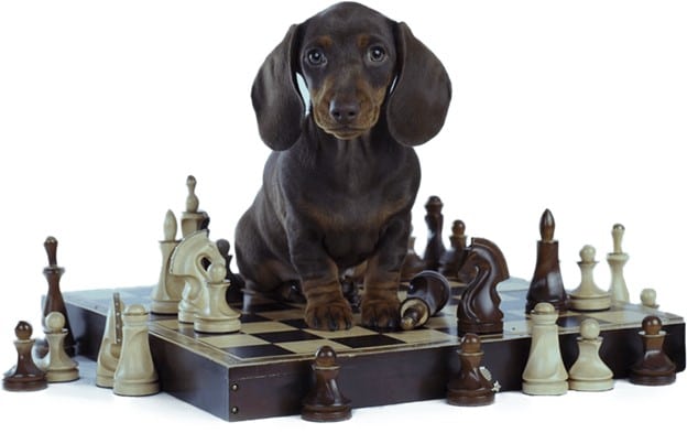 Dog on Chessboard